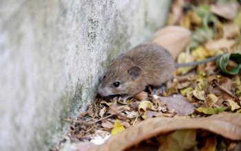 Leptospiroza: Opasna bolest stigla u BiH