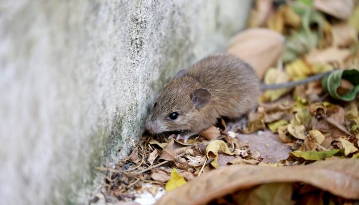 Leptospiroza: Opasna bolest stigla u BiH