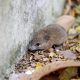 Leptospiroza: Opasna bolest stigla u BiH