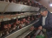 Nedeljko Maksimović (70) iz zvorničkog Tršića otkrio kako profitirati na selu, dnevno proda 2.000 jaja (FOTO)