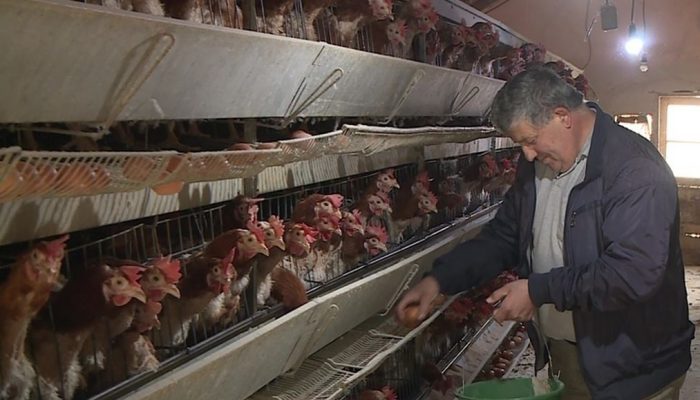 Nedeljko Maksimović (70) iz zvorničkog Tršića otkrio kako profitirati na selu, dnevno proda 2.000 jaja (FOTO)