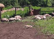Vukovi u Podrinju poklali stado ovaca od kojih školuju šestoro djece (FOTO)