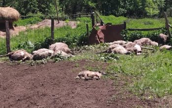 Vukovi u Podrinju poklali stado ovaca od kojih školuju šestoro djece (FOTO)