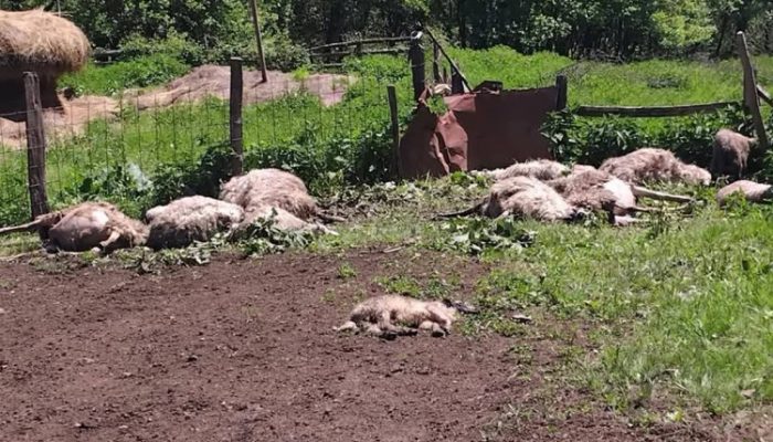 Vukovi u Podrinju poklali stado ovaca od kojih školuju šestoro djece (FOTO)