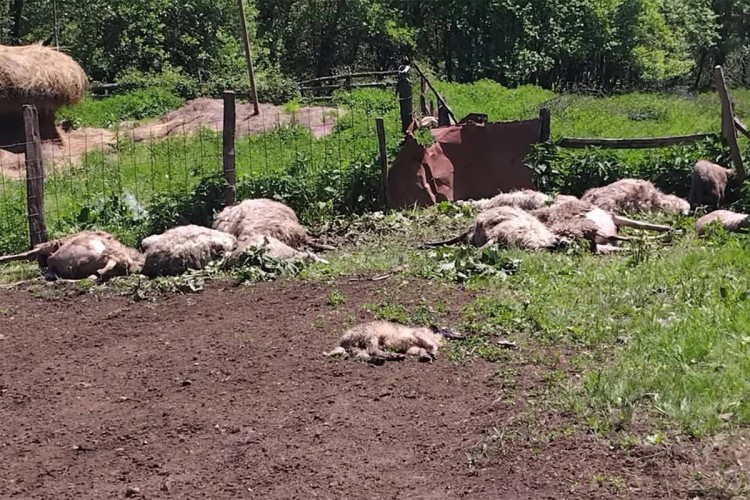 Vukovi u Podrinju poklali stado ovaca od kojih školuju šestoro djece (FOTO)