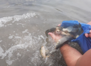 Članovi SRU “Drina“ Janja pustili nove količine šarana u Drinu
