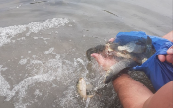 Članovi SRU “Drina“ Janja pustili nove količine šarana u Drinu