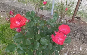 Želite da vaše ruže daju više cvjetova? Evo šta trebate učiniti