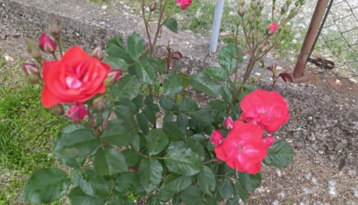 Pospite pepeo oko ruža – rezultat na proljeće će biti oduševljavajući