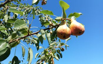 Objavljena vremenska prognoza za naredne dvije sedmice