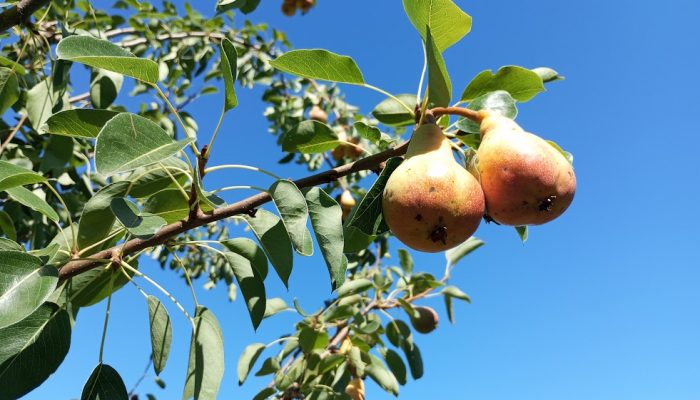 Objavljena vremenska prognoza za naredne dvije sedmice
