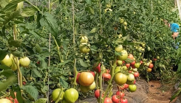 Ako svaki dan odvojite 10 minuta za vaš paradajz, on će rađati bogato do kasne jeseni: Ovo sprječava bolesti i podstiče rast plodova