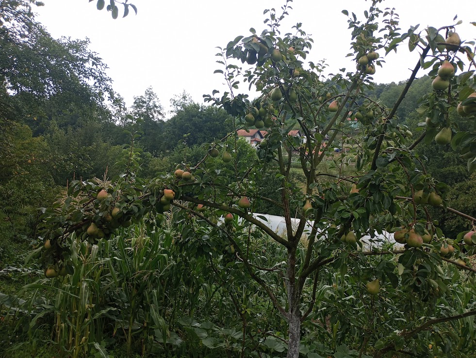 Kruške – zdravo voće s dugom tradicijom