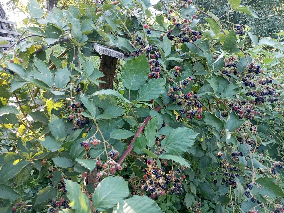 Divlja kupina – prirodni eliksir zdravlja dostupan na svakom koraku prirodnih ljepota Zvornika i okoline