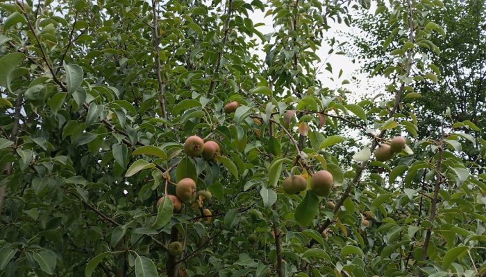 Kruške – zdravo voće s dugom tradicijom