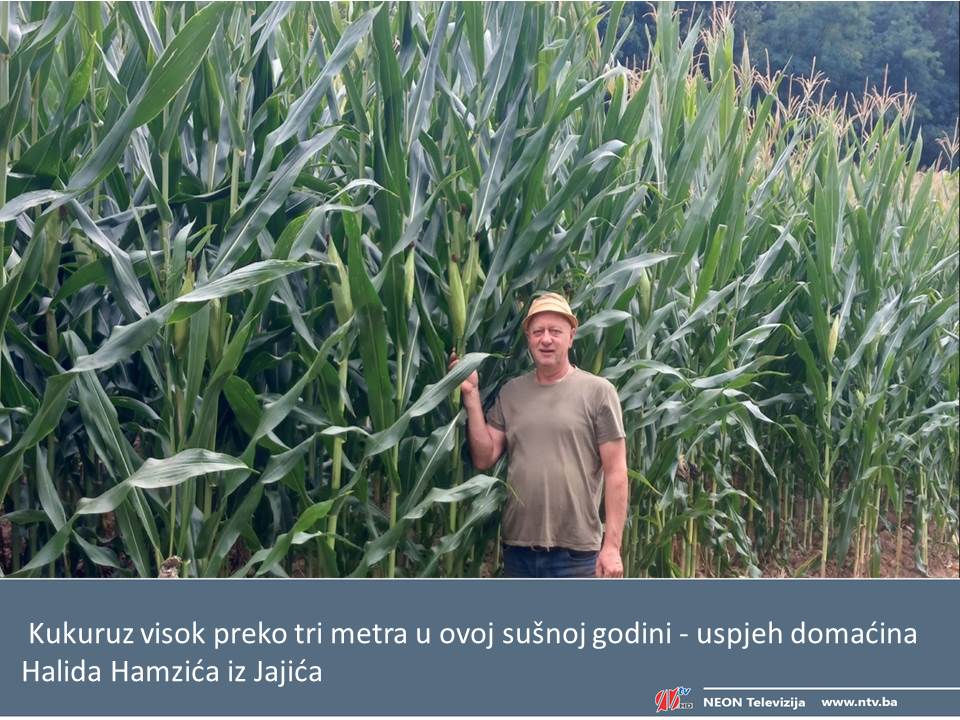 Na području Kalesije kukuruz dostigao visinu od tri metra (FOTO)