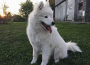 Okružno javno tužilaštvo u Bijeljini podiglo optužnicu protiv prodavača pasa zbog utaje poreza na dohodak