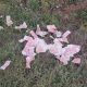 Uhapšeni razbojnici koji su opljačkali kazino u Tuzli, pronađen ukradeni novac (FOTO)