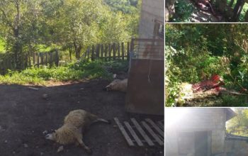U naselju Osmače na području Srebrenice medvjed usmrtio četiri ovce i odnio ovna, prije toga uništio armaturu 8x8 (FOTO)