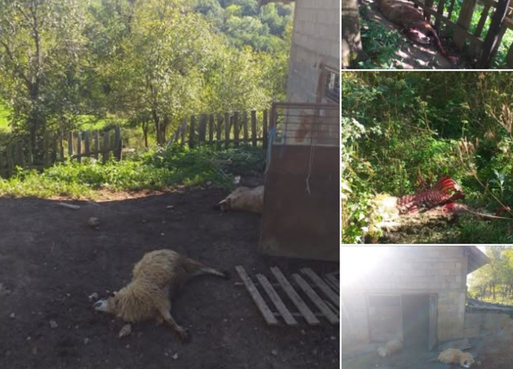 U naselju Osmače na području Srebrenice medvjed usmrtio četiri ovce i odnio ovna, prije toga uništio armaturu 8x8 (FOTO)