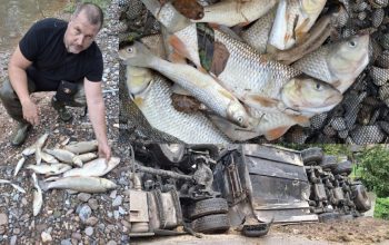 Pomor ribe u Jadru nakon izlivanja goriva iz prevrnute cisterne u Milićima (FOTO+VIDEO)
