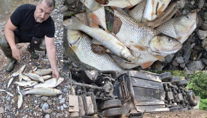 Pomor ribe u Jadru nakon izlivanja goriva iz prevrnute cisterne u Milićima (FOTO+VIDEO)
