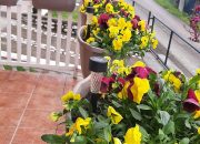 Ova tri cvijeta koja se sade u oktobru će učiniti vašu baštu pravim rajem u proljeće