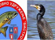 Na Drini u Podrinju sve više kormorana, ribari upozoravaju na veliku štetu po riblji fond