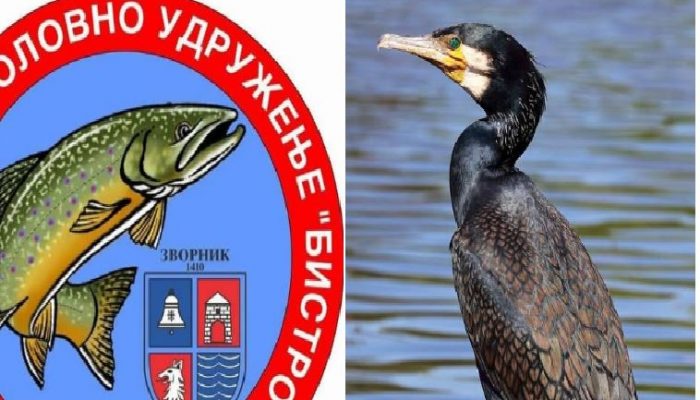 Na Drini u Podrinju sve više kormorana, ribari upozoravaju na veliku štetu po riblji fond