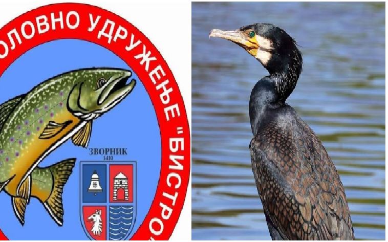 Na Drini u Podrinju sve više kormorana, ribari upozoravaju na veliku štetu po riblji fond
