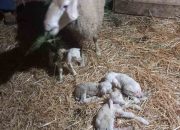 Pravo čudo: U domaćinstvu porodice Tadić iz Osmaka ovca ojagnjila čak četvoro jagnjadi