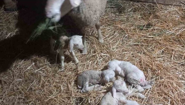 Pravo čudo: U domaćinstvu porodice Tadić iz Osmaka ovca ojagnjila čak četvoro jagnjadi