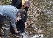 Poribljena rijeka Studeni Jadar – SRU „Bistro“ Zvornik unijelo preko 4.500 potočnih pastrmki uz podršku Opštine Milići i kompanije „Knez Petrol“ (FOTO)