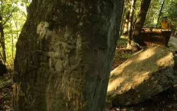 Najveća nekropola stećaka u Bosni nalazi se na Majevici!?