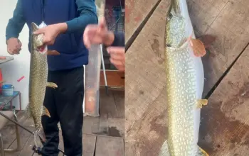 Jesenje čari ribolova na Zvorničkom jezeru: Senaid Aliefendić iz Diviča ulovio štuku od četiri kilograma (FOTO)