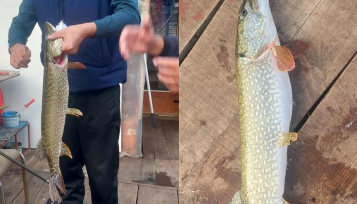 Jesenje čari ribolova na Zvorničkom jezeru: Senaid Aliefendić iz Diviča ulovio štuku od četiri kilograma (FOTO)