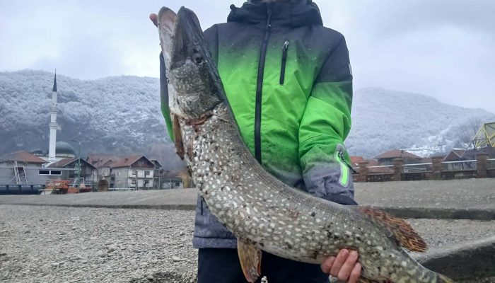 Kapitalnu štuku na Zvorničkom jezeru ulovio mladi ribolovac Ahmed Pezerović iz Diviča (FOTO) – fotografija 2