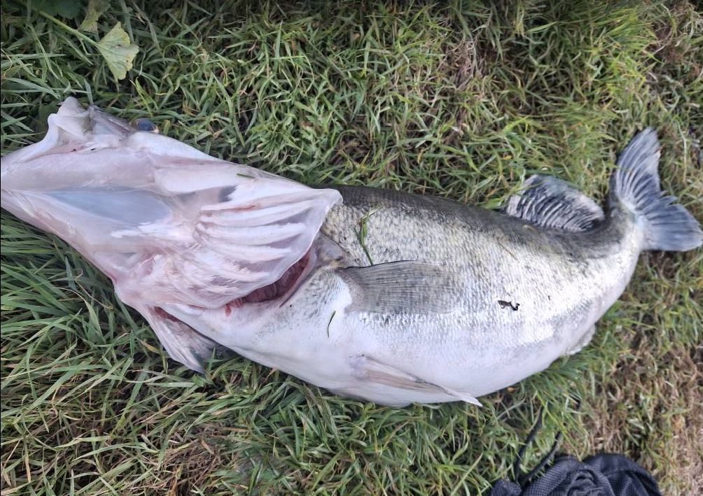 Ulov dana na Drini: Nedžad Hasanbegović izvukao “kralja Drine” – kapitalnog smuđa (FOTO)