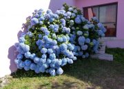 Njega hortenzija tokom zime: Ova greška u novembru uništiće vaše cvijeće i za sljedeću godinu