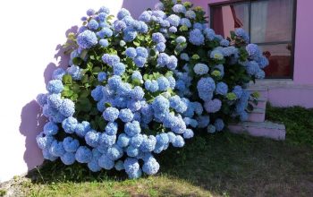 Njega hortenzija tokom zime: Ova greška u novembru uništiće vaše cvijeće i za sljedeću godinu