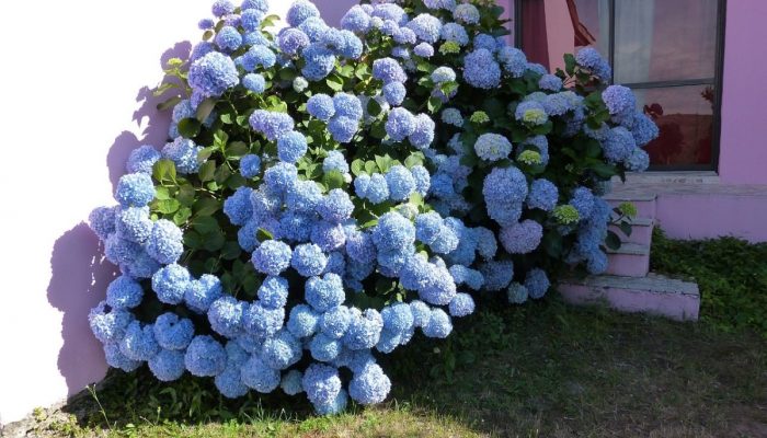 Njega hortenzija tokom zime: Ova greška u novembru uništiće vaše cvijeće i za sljedeću godinu