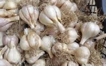 Šta se dešava vašem tijelu kada konzumirate bijeli luk svaki dan