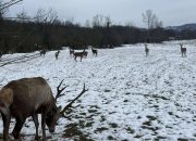 Na Majevici uspješno spašen jelen sa oštećenim uređajem za praćenje – ‘Gorski car’ vraćen u krdo (FOTO)