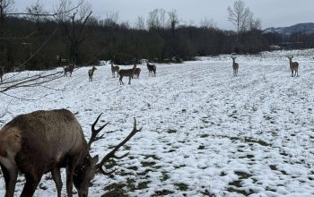 Na Majevici uspješno spašen jelen sa oštećenim uređajem za praćenje – ‘Gorski car’ vraćen u krdo