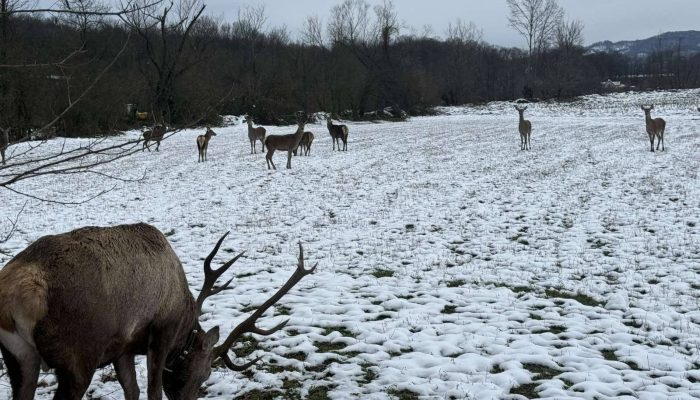 Na Majevici uspješno spašen jelen sa oštećenim uređajem za praćenje – ‘Gorski car’ vraćen u krdo (FOTO)