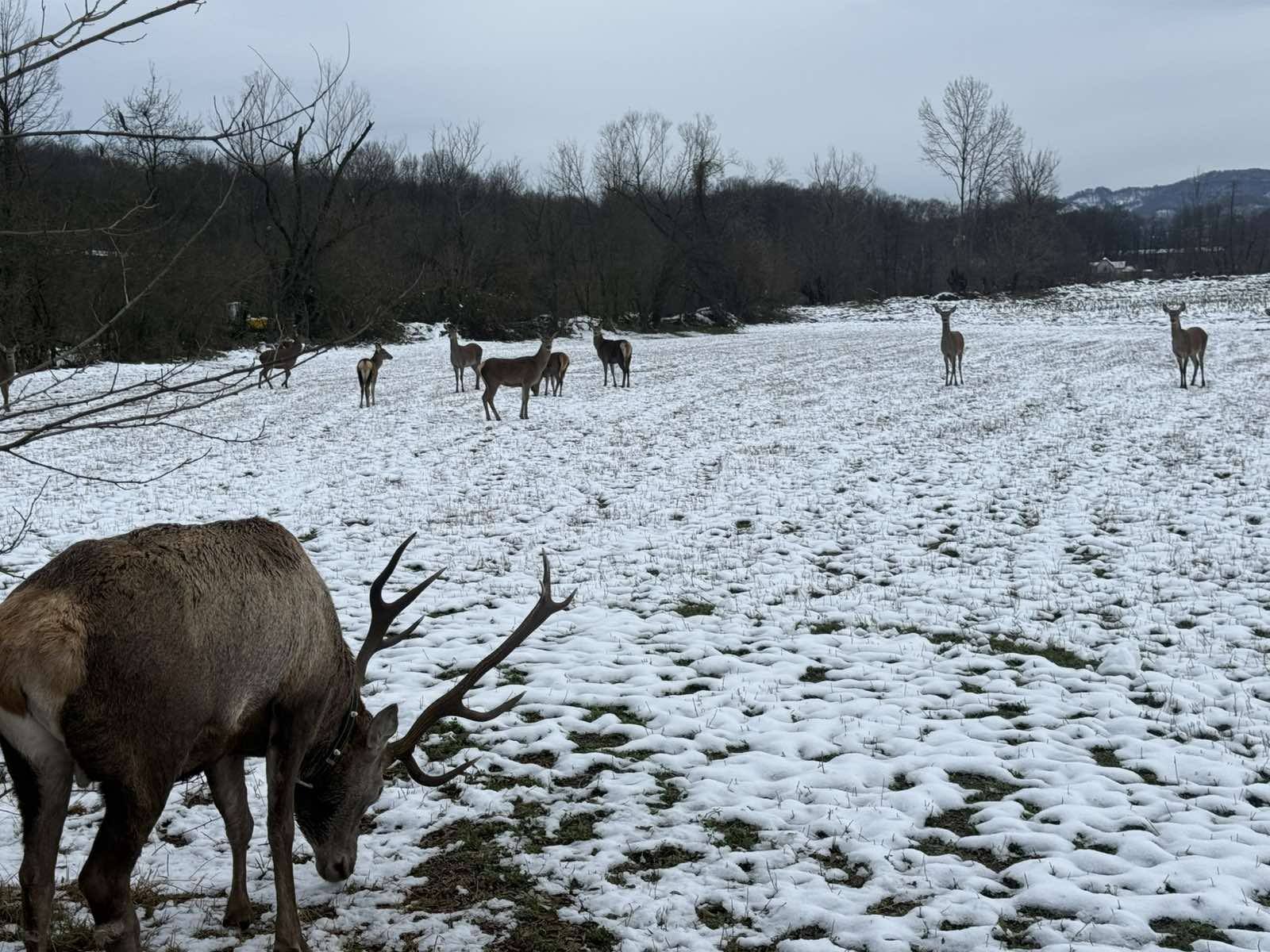 Na Majevici uspješno spašen jelen sa oštećenim uređajem za praćenje – ‘Gorski car’ vraćen u krdo