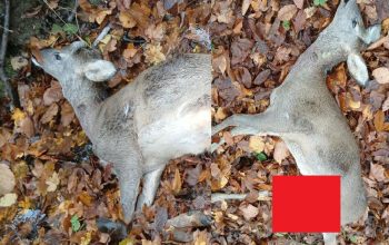 U Glumini psi lutalice usmrtili lane: Sve veći problem za divljač i stočare u zvorničkom kraju (FOTO)