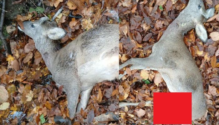 U Glumini psi lutalice usmrtili lane: Sve veći problem za plemenitu divljač i poljoprivrednike u zvorničkom kraju (FOTO)