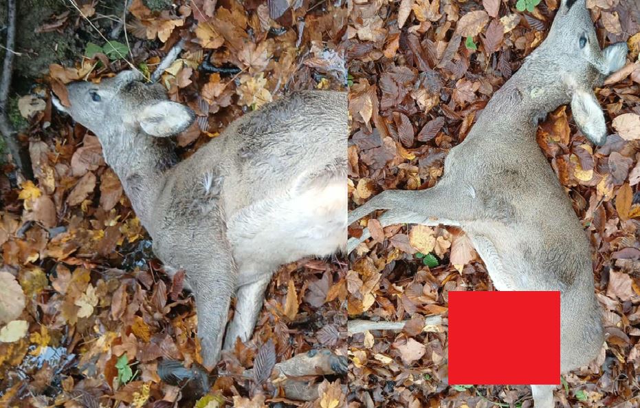 U Glumini psi lutalice usmrtili lane: Sve veći problem za divljač i stočare u zvorničkom kraju (FOTO)