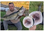 Ulov dana na Drini: Nedžad Hasanbegović izvukao “kralja Drine” – kapitalnog smuđa (FOTO)